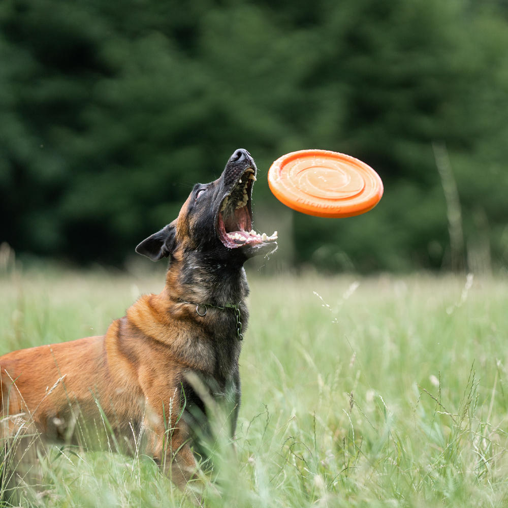 Sprenger Hundespielzeug Frisbee