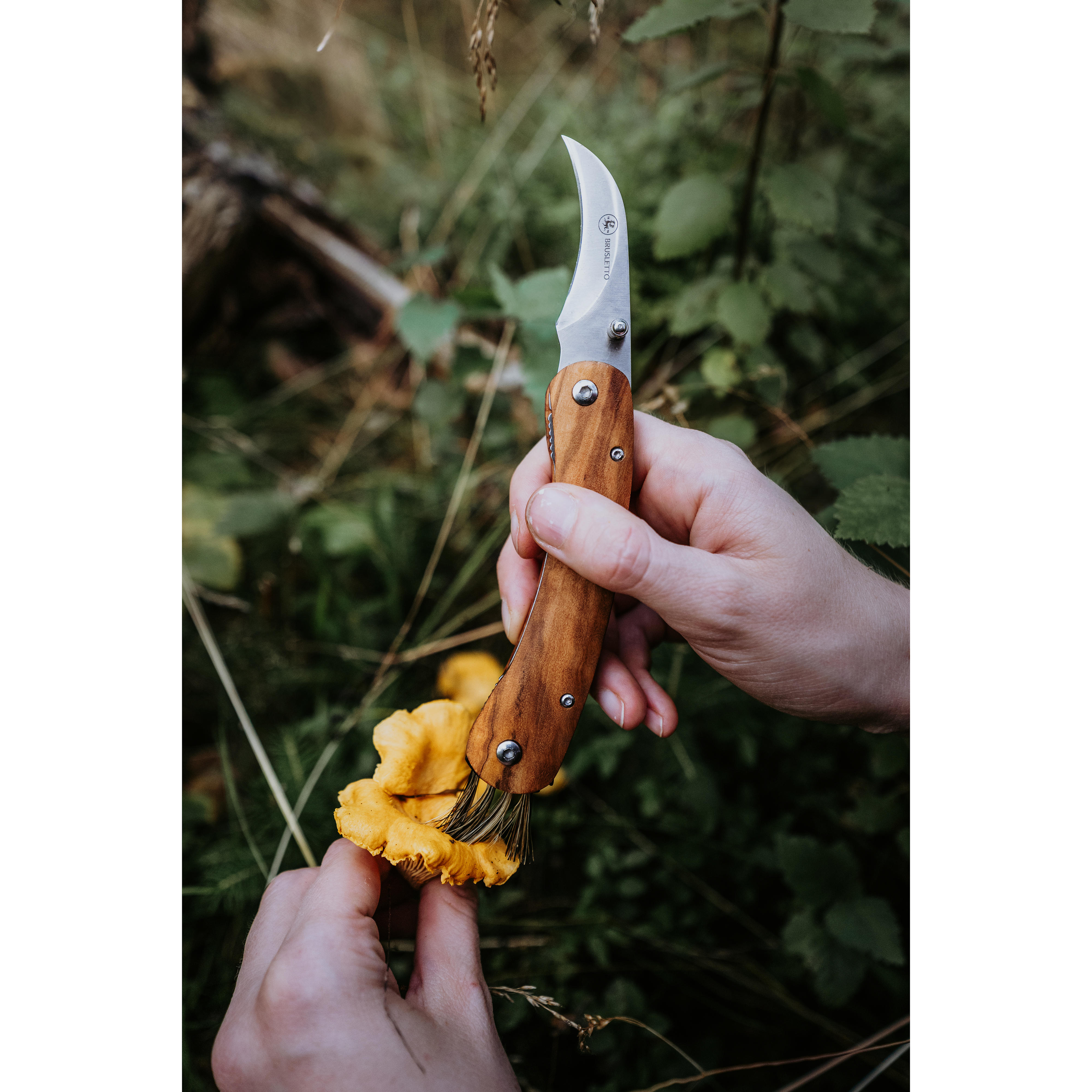Couteau à champignons Brusletto® » Vedalen «, bois d’olivier