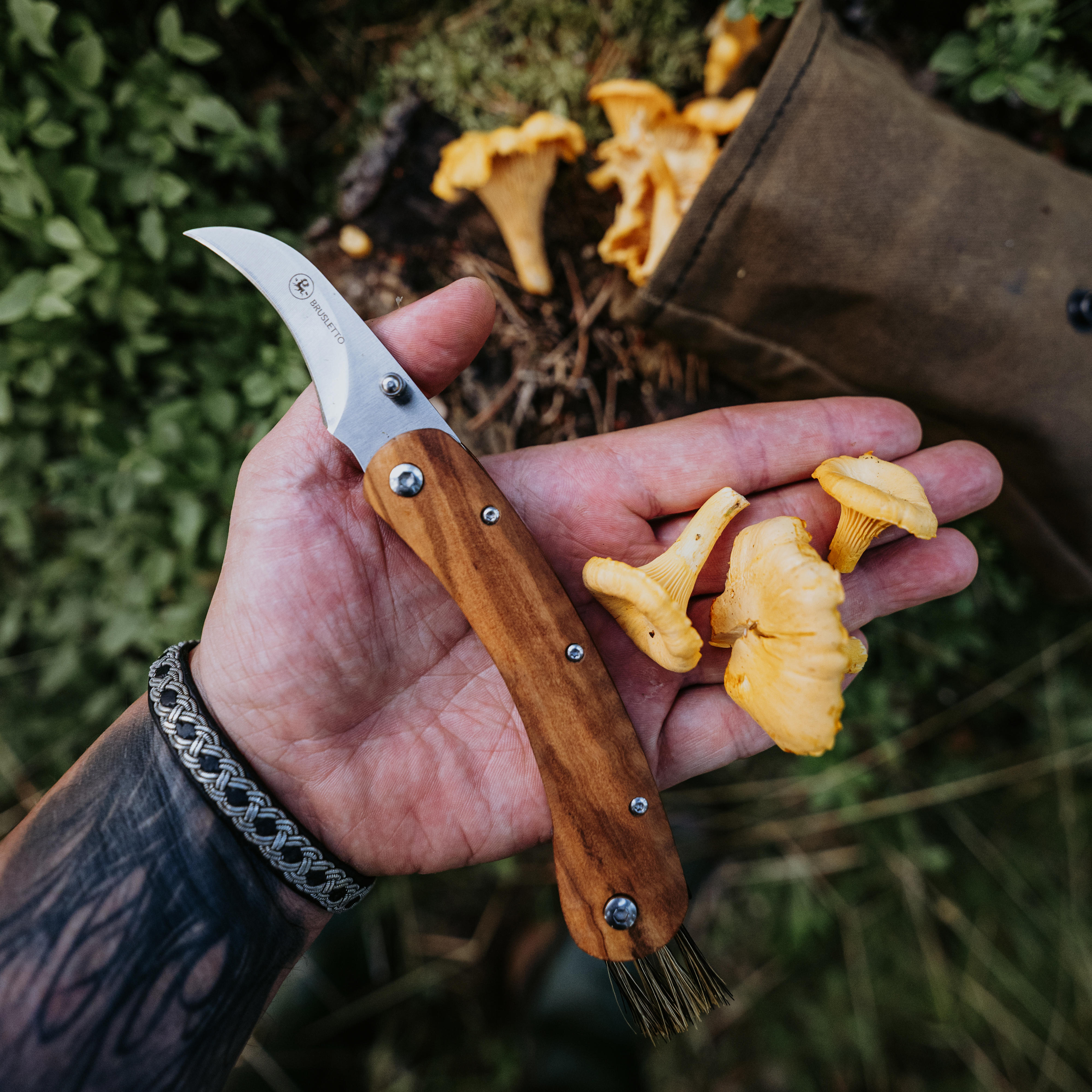 Couteau à champignons Brusletto® » Vedalen «, bois d’olivier