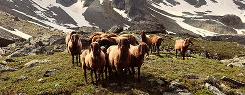 loden-bergschaf-min loden-bergschaf-min