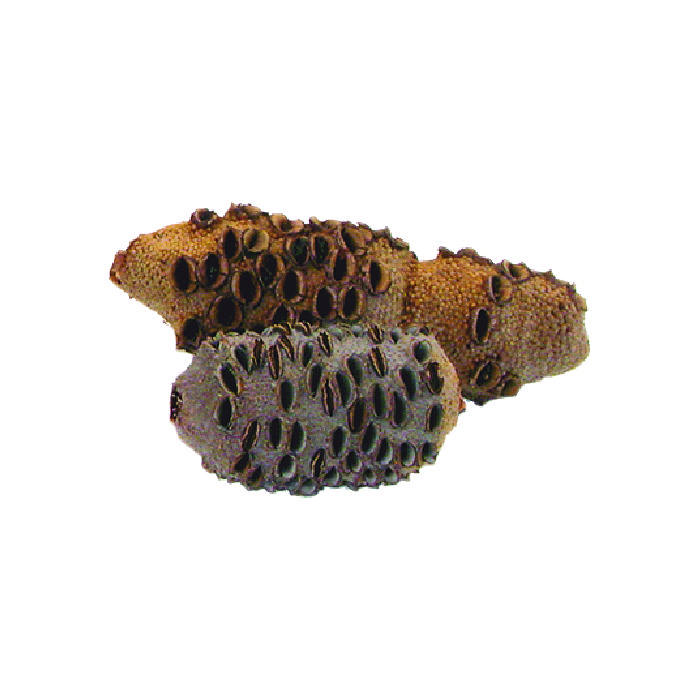 Le Thiers® RLT Klappmesser Damast Banksia, weiß