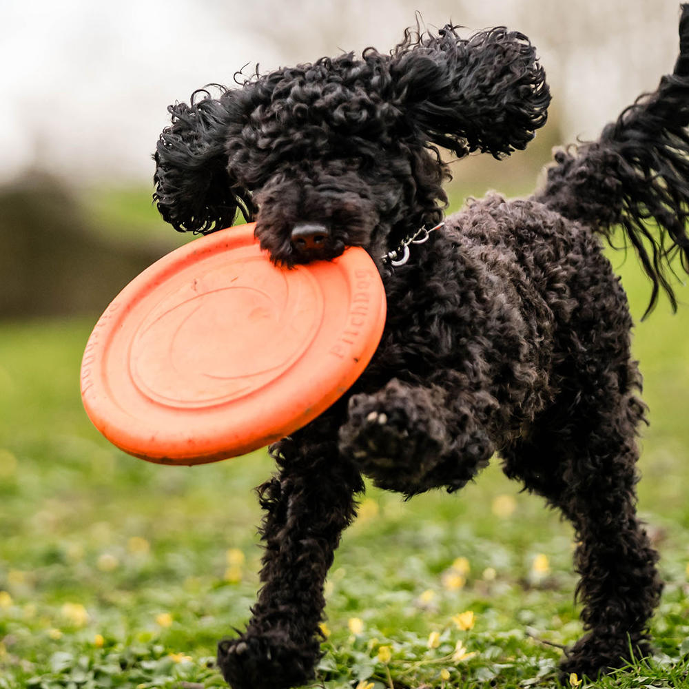 Sprenger Hundespielzeug Frisbee