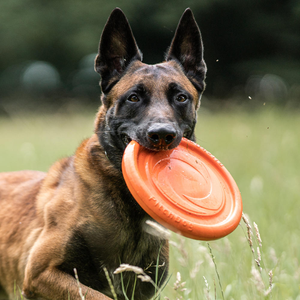 Sprenger Hundespielzeug Frisbee