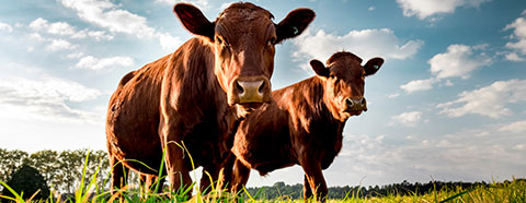 rind_kalb rind_kalb