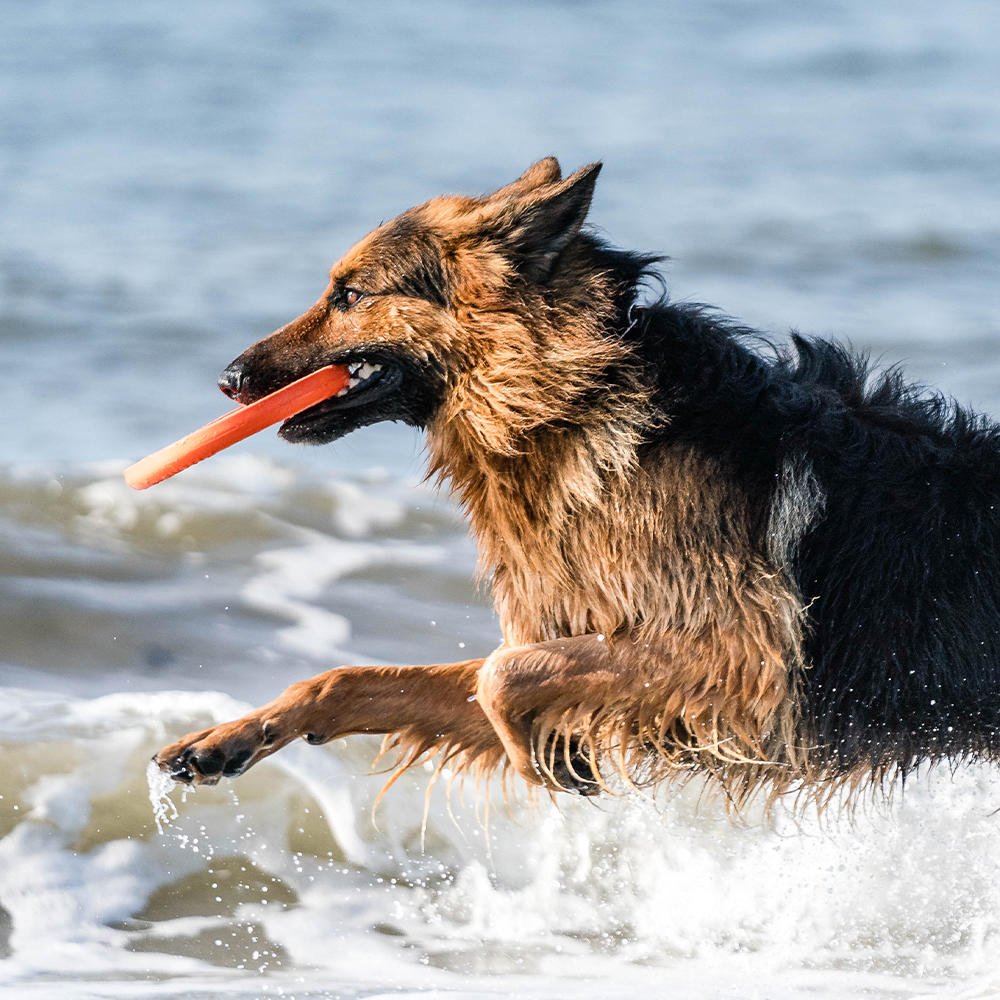 Sprenger Hundespielzeug Frisbee