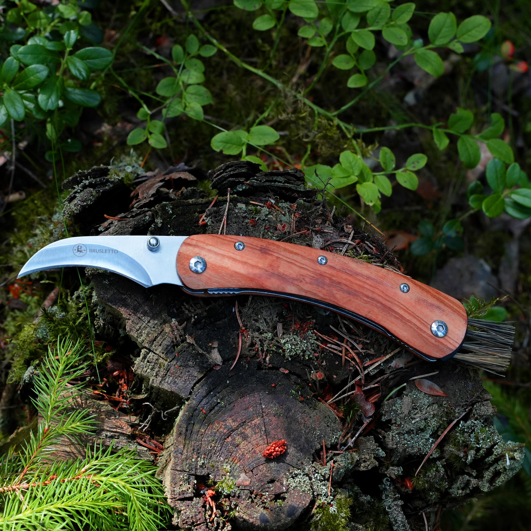 Couteau à champignons Brusletto® » Vedalen «, bois d’olivier