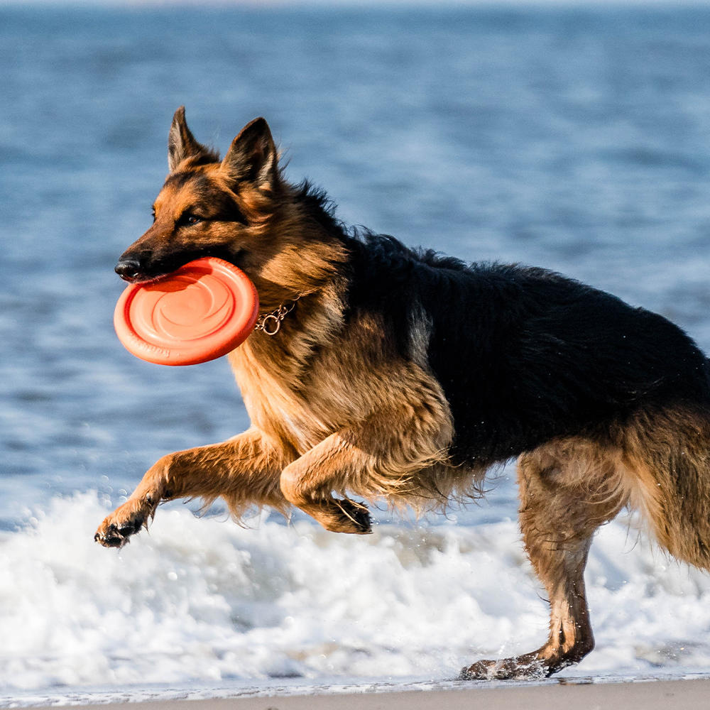 Sprenger Hundespielzeug Frisbee